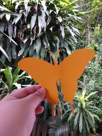 Close-up of person holding orange plant