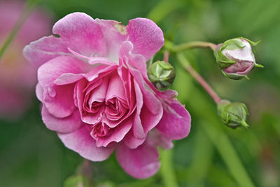 Close-up of pink flowers