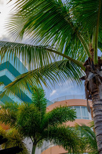 Low angle view of palm tree against sky