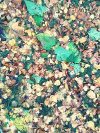 Full frame shot of dry autumn leaves