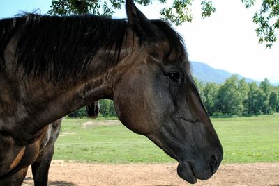 Close-up of horse on field