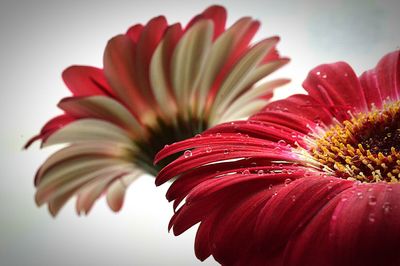 Close-up of red flowers