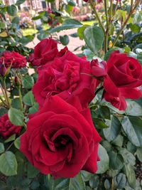Close-up of red roses blooming outdoors