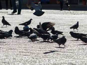 Flock of pigeons feeding on footpath