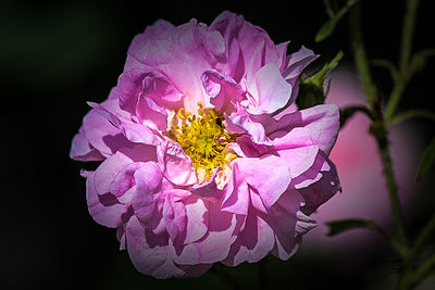 Close-up of purple flowers blooming outdoors