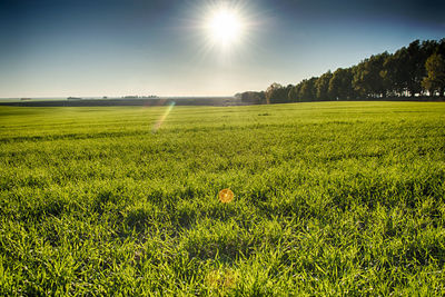 Scenic view of agricultural field against sky