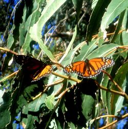 Close-up of butterfly perching on leaf