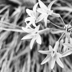 Close-up of flowers