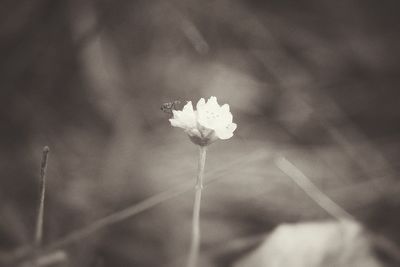 Close-up of flower blooming outdoors