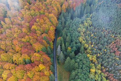 High angle view of trees in forest during autumn