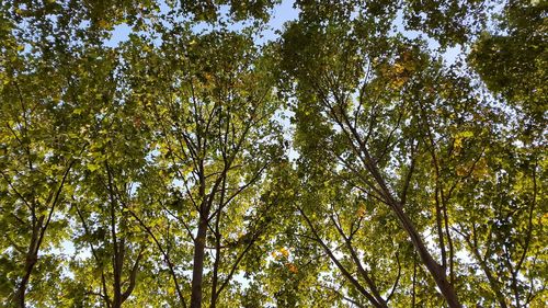 Low angle view of trees against sky
