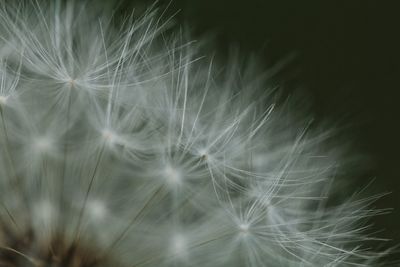 Close-up of dandelion