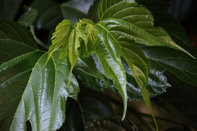 Close-up of fresh green leaves