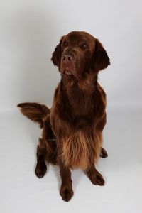 Portrait of dog sitting on white background