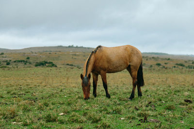 Horses in a field