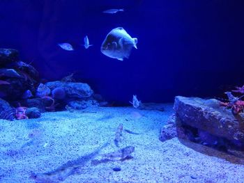 Close-up of fish swimming in aquarium