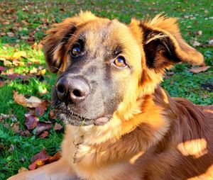 Close-up portrait of dog on field