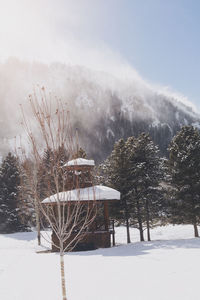 Trees on snow covered landscape