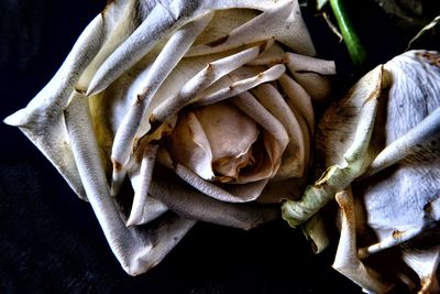 High angle view of wilted plant