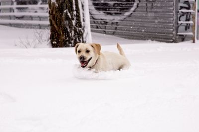 Dog on snow covered street