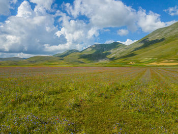 Landscape with mountain range in background