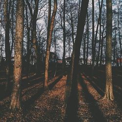 Bare trees in forest
