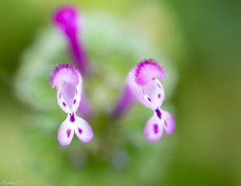 Close-up of fresh flowers blooming in nature