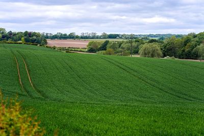 Scenic view of agricultural field against sky