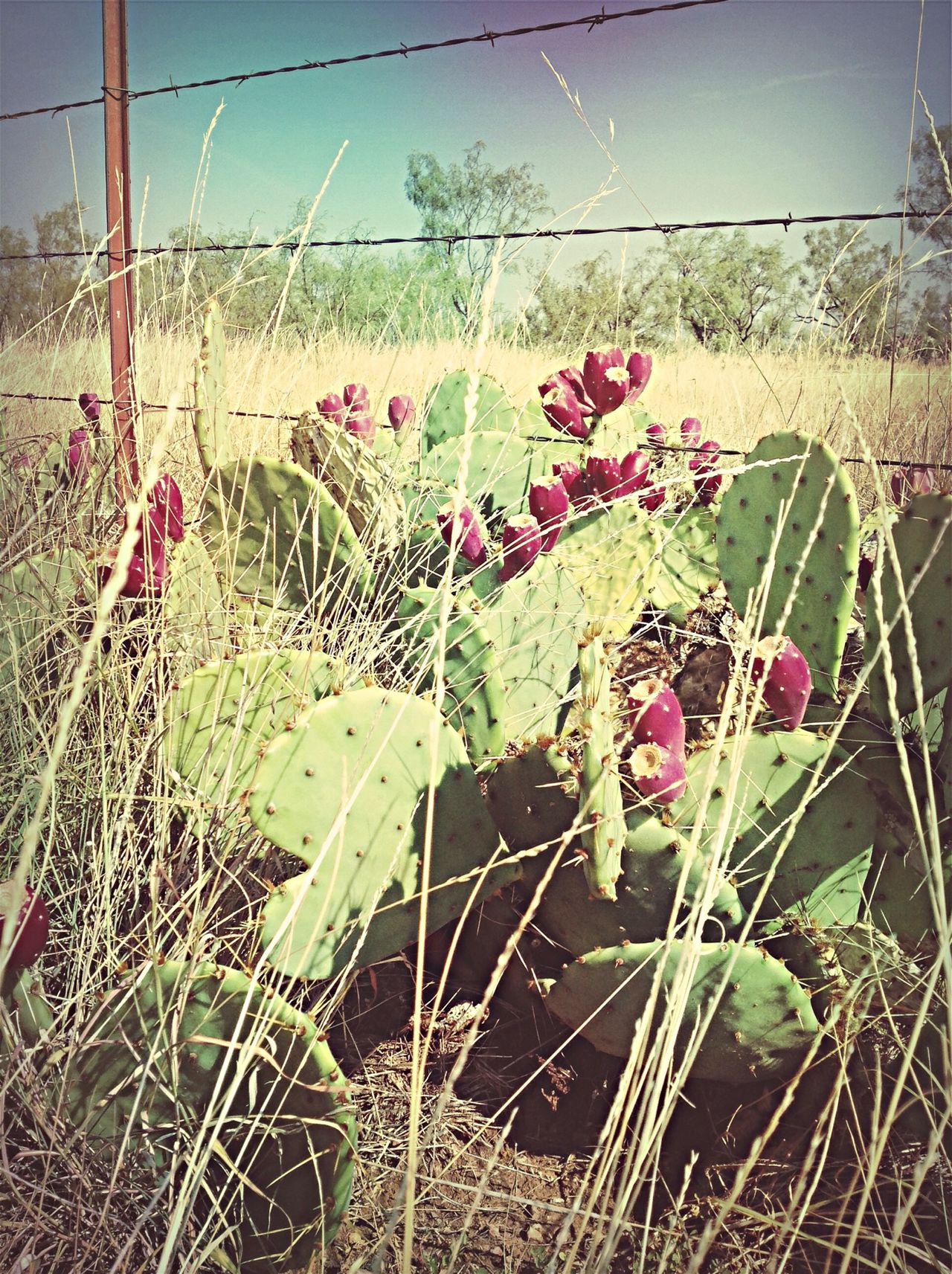 West texas