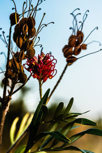 Close-up of flowering plant against sky