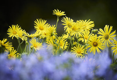 Close-up of yellow flowering plant
