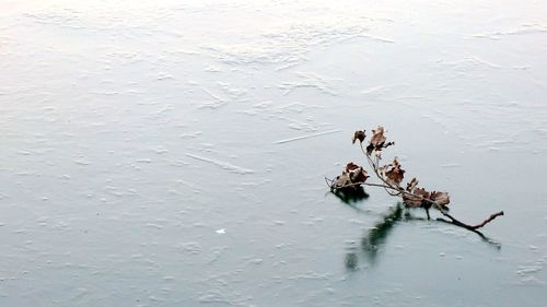 High angle view of crab in lake