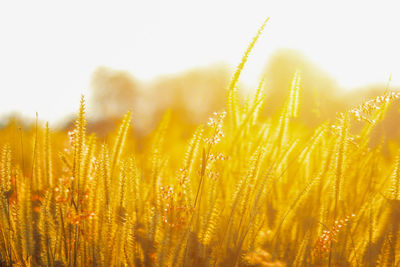 Close-up of wheat field against clear sky during sunset