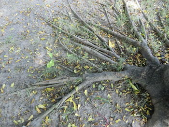 High angle view of trees growing in forest