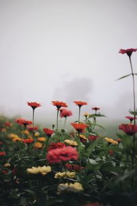 Close-up of red flowering plants on field against sky