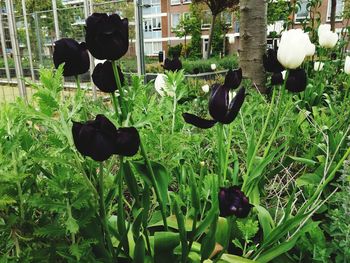 Black and white flowers