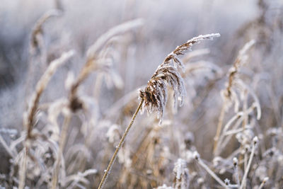 Close-up of wheat growing on field