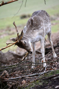 Close-up of deer on field