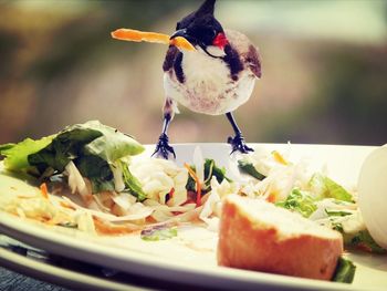 Close-up of chicken eating food in plate