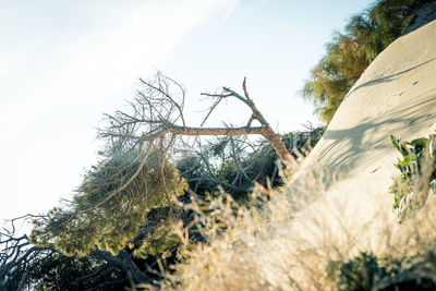 Low angle view of tree against clear sky
