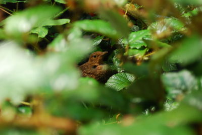 Close-up of spider web on plant