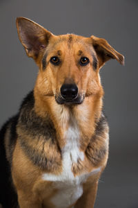 Close-up portrait of dog against gray background