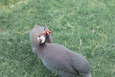 Close-up of bird perching on hand
