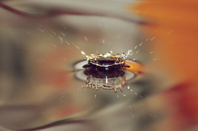 Close-up of spider web