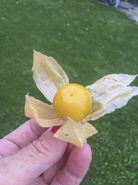 Close-up of hand holding yellow fruit