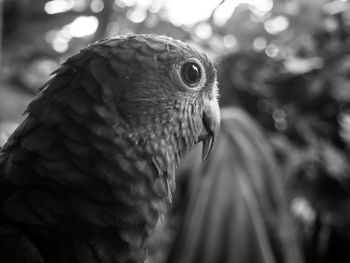 Close-up portrait of eagle