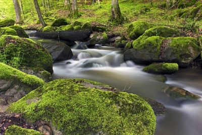 Scenic view of river in forest