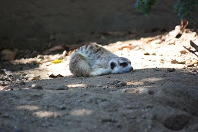 Meerkat laying down san diego zoo