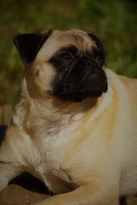 Close-up of a dog looking away