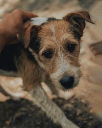 Close-up portrait of dog sticking out tongue
